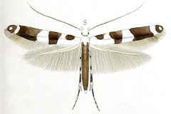 Acrocercops terminaliae