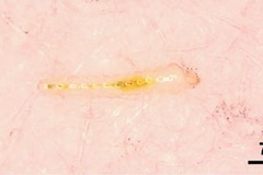 Macrosaccus morrisella