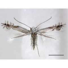 /filer/webapps/moths_gc/media/images/C/cornella_Phyllocnistis_A_RMNH_2.jpg