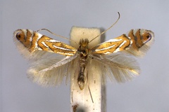 Phyllonorycter platani