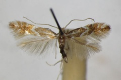 Phyllonorycter monspessulanella