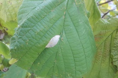 /filer/webapps/moths_gc/media/images/C/coryli-Phyllonorycter_M_03.jpg