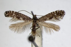 Parornix loganella
