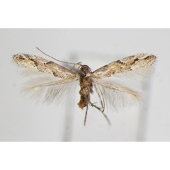 /filer/webapps/moths_gc/media/images/U/ulmi_Phyllonorycter_A_ZSM_2.jpg