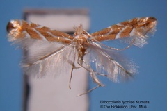 Phyllonorycter lyoniae