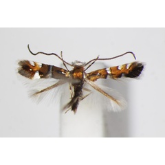 /filer/webapps/moths_gc/media/images/P/pygmaea_Phyllonorycter_A_ZSM.jpg