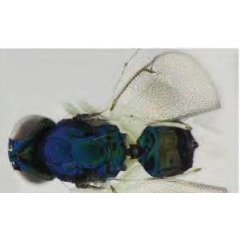 /filer/webapps/moths_gc/media/images/I/issikii_Phyllonorycter_Achrysocharoides_nagasawi2_Kosheleva_et_al._2022_16.jpg