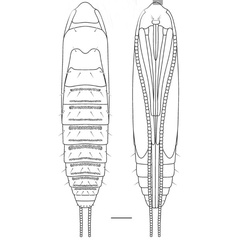 /filer/webapps/moths_gc/media/images/L/leguminivora_Adenogasteria_pupa_Davis-et-al_2019.jpg