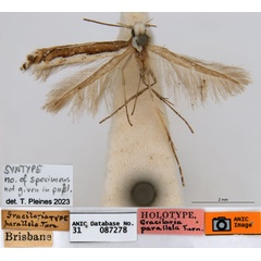 /filer/webapps/moths_gc/media/images/P/parallela_Acrocercops_ST_ANIC.jpg