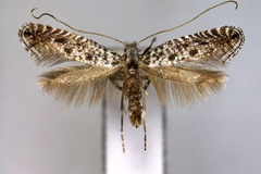 Parornix multimaculata