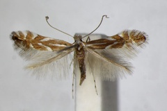 Phyllonorycter esperella