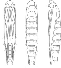 /filer/webapps/moths_gc/media/images/A/ambrosiavora_Atacamaptilia_pupa2_Espinoza-Donoso-etal_2022_414.jpg