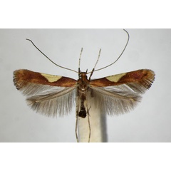 /filer/webapps/moths_gc/media/images/H/hauderi_Caloptilia_A_ZSM.jpg