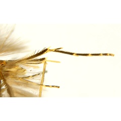 /filer/webapps/moths_gc/media/images/C/crotonella_Diphtheroptila_PT2_leg_ANIC.jpg