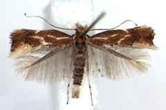Phyllonorycter corylifoliella