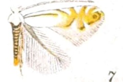 Phyllonorycter argentifimbriella