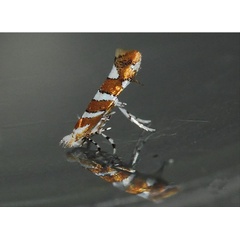 /filer/webapps/moths_gc/media/images/M/melhaniella_Cameraria_A_Triberti-etal_2024_34.jpg