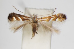 Phyllonorycter ringoniella