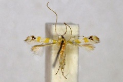 Acrocercops sphaerodelta