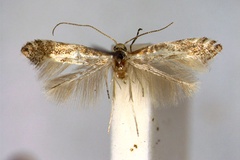 Phyllonorycter cytisella