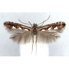 /filer/webapps/moths_gc/media/images/A/achilleus_Phyllonorycter_HT_RMCA.jpg