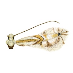 /filer/webapps/moths_gc/media/images/H/hyperpersea_Phyllocnistis_HT_Davis-et-Wagner_2011_46.jpg