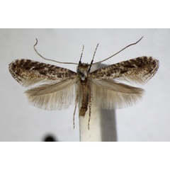 /filer/webapps/moths_gc/media/images/D/devoniella_avellanella_Parornix_A_ZSM_2.jpg