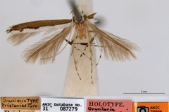 Acrocercops tristaniae