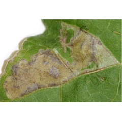 /filer/webapps/moths_gc/media/images/M/malvavisci_Telamoptilia_mine5_Eiseman-etal_2025_703.jpg