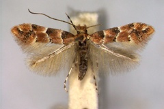 Phyllonorycter trifasciella