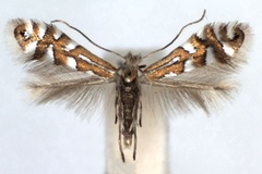 Phyllonorycter quinqueguttella