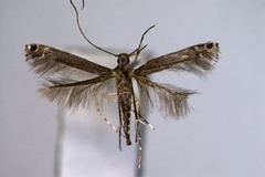 Melanocercops elaphopa