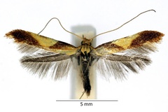 Caloptilia alchimiella