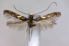 Caloptilia bicolor