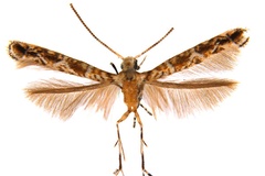 Polydema macaranga