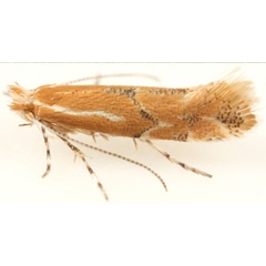 /filer/webapps/moths_gc/media/images/C/celtisella_Phyllonorycter_A_Eiseman-et-Davis_2020_214.jpg