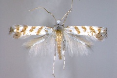 Eumetriochroa hiranoi