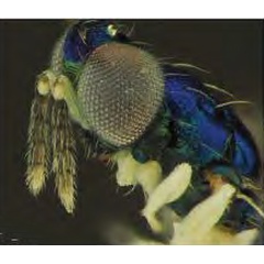 /filer/webapps/moths_gc/media/images/I/issikii_Phyllonorycter_Achrysocharoides_nagasawi3_Kosheleva_et_al._2022_16.jpg