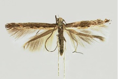 Acrocercops serrigera