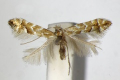Phyllonorycter hancola