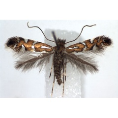 /filer/webapps/moths_gc/media/images/N/nigrescentella_Phyllonorycter_A_WJDP.jpg