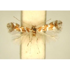 /filer/webapps/moths_gc/media/images/E/encaeria_Phyllonorycter_HT_TMSA361.jpg