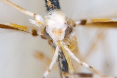 Acrocercops hedymopa