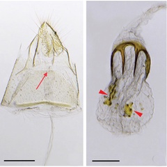 /filer/webapps/moths_gc/media/images/F/furcata_Phyllocnistis_GF_2_Cerdena_2020_129.jpg