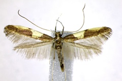 Caloptilia bimaculatella
