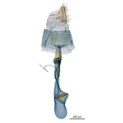 /filer/webapps/moths_gc/media/images/B/breynella_Diphtheroptila_PT1_GF_ANIC.jpg