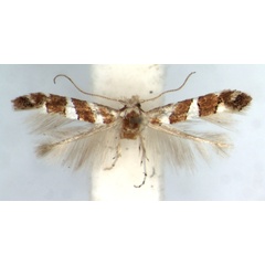 /filer/webapps/moths_gc/media/images/L/loxozona_Phyllonorycter_AF_TMSA.jpg