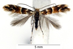 Phyllonorycter tristrigella