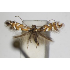 /filer/webapps/moths_gc/media/images/Q/quinqueguttella_Phyllonorycter_A_ZSM_4.jpg