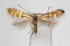 Phyllonorycter longispinata
